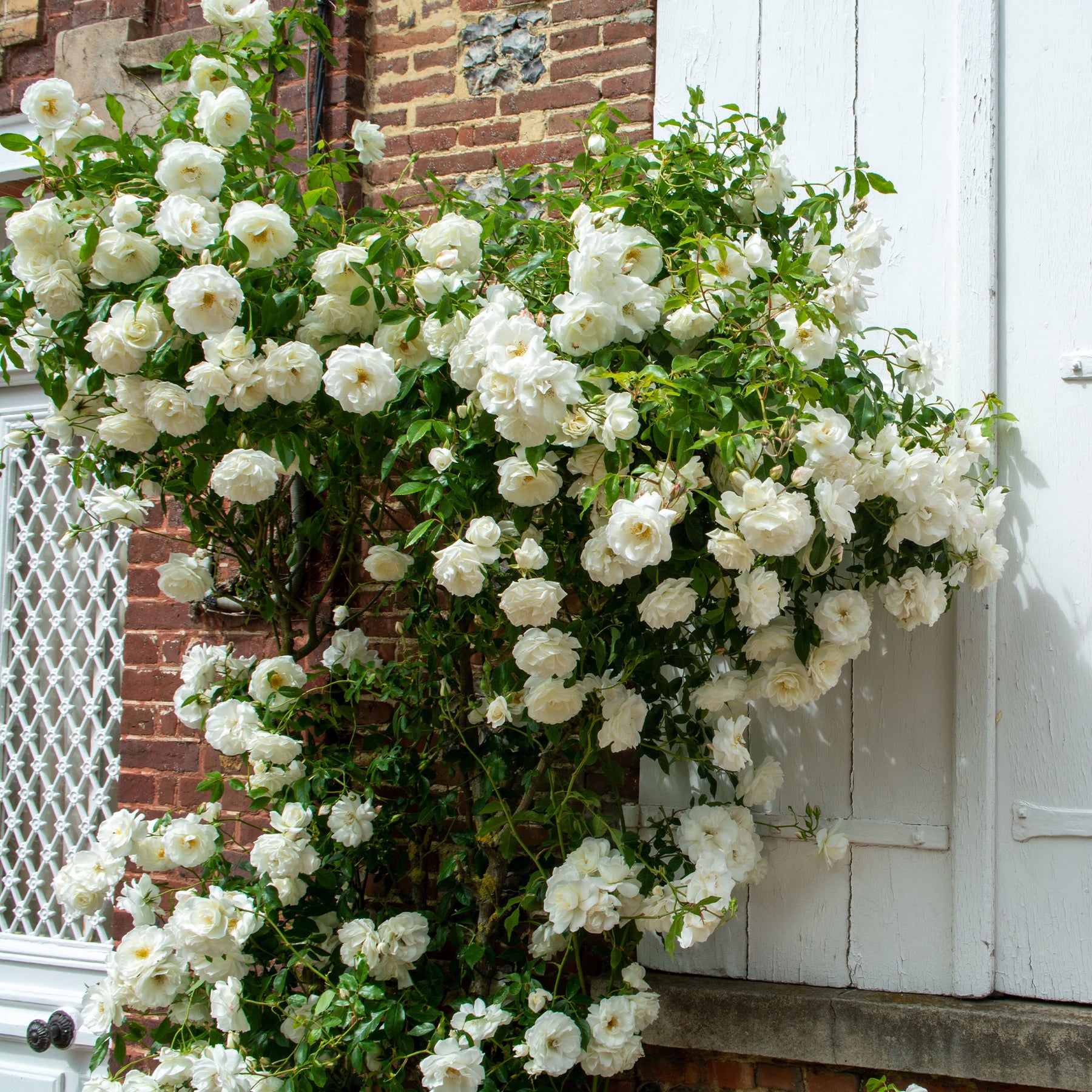 Rosa - Rosier grimpant blanc - Rosiers grimpants