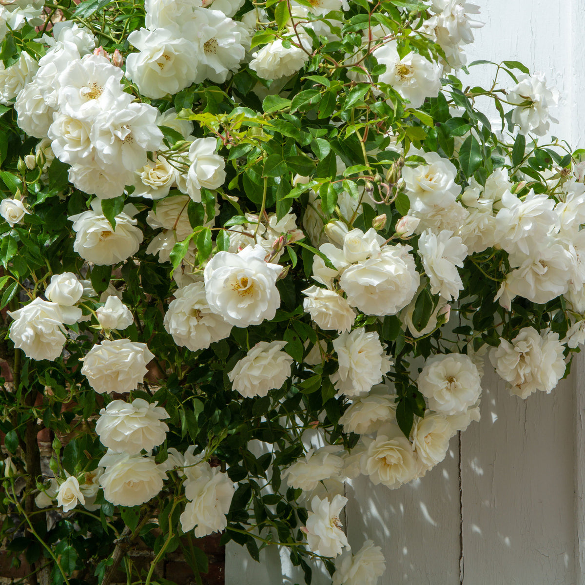 Rosier grimpant blanc - Rosa - Willemse