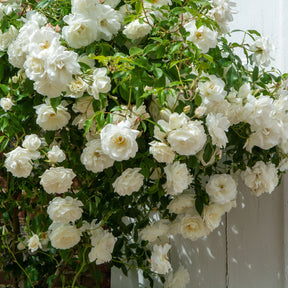 Rosier grimpant blanc - Rosa - Willemse