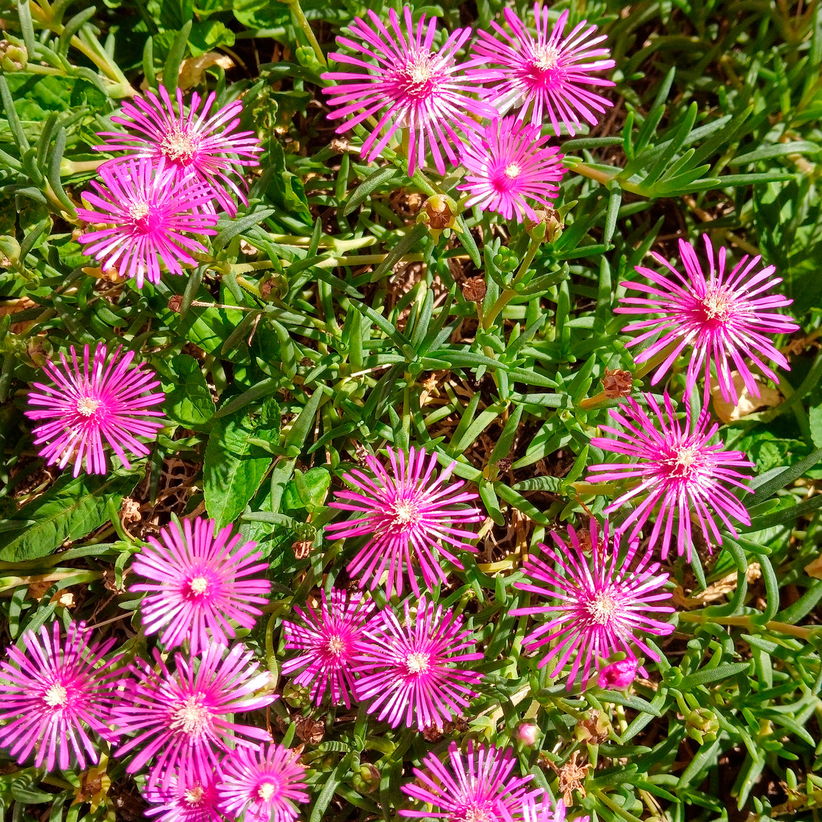 Delosperma de Cooper - Delosperma cooperi - Willemse