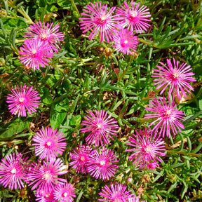 Delosperma de Cooper - Delosperma cooperi - Willemse