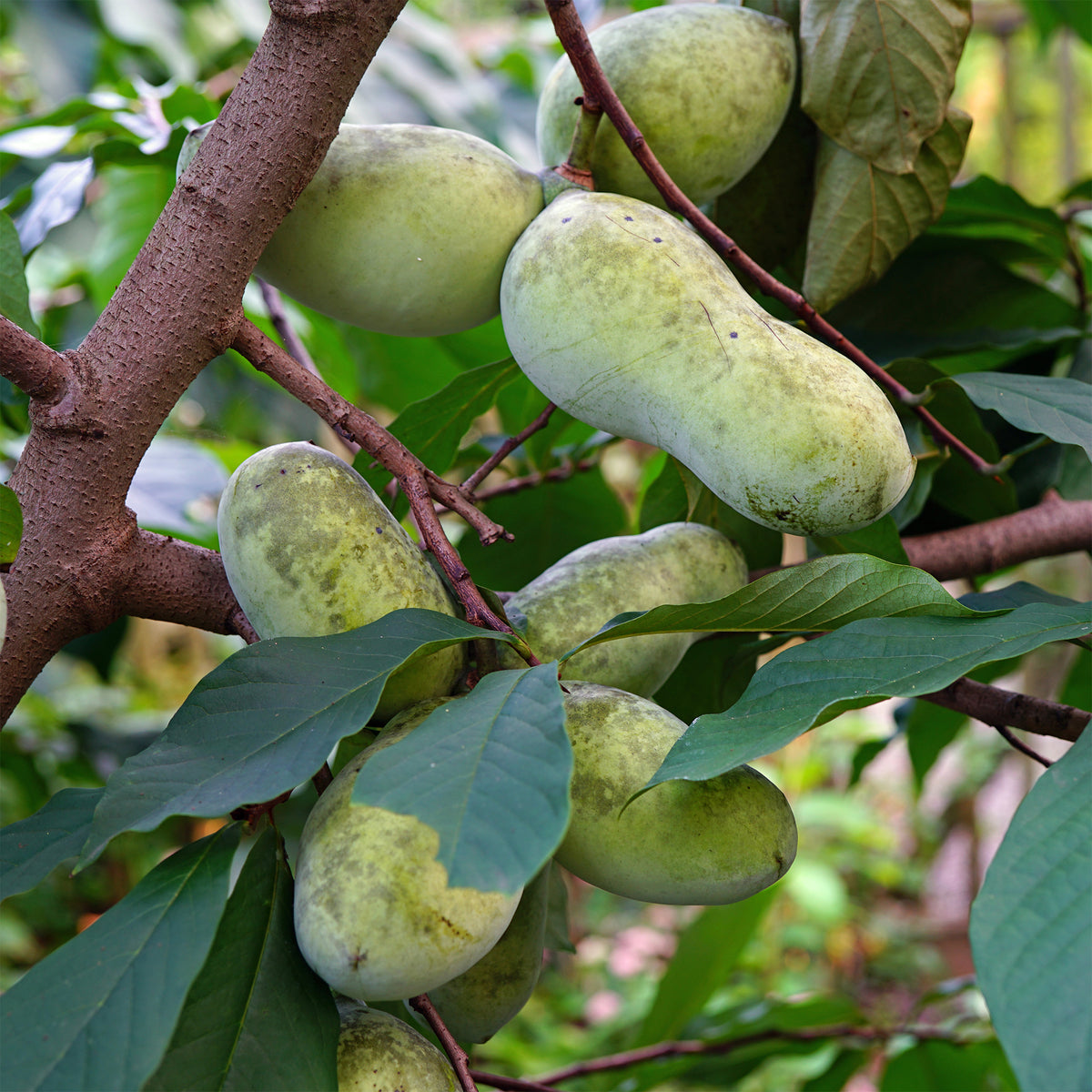 Vente Asiminier Triloba