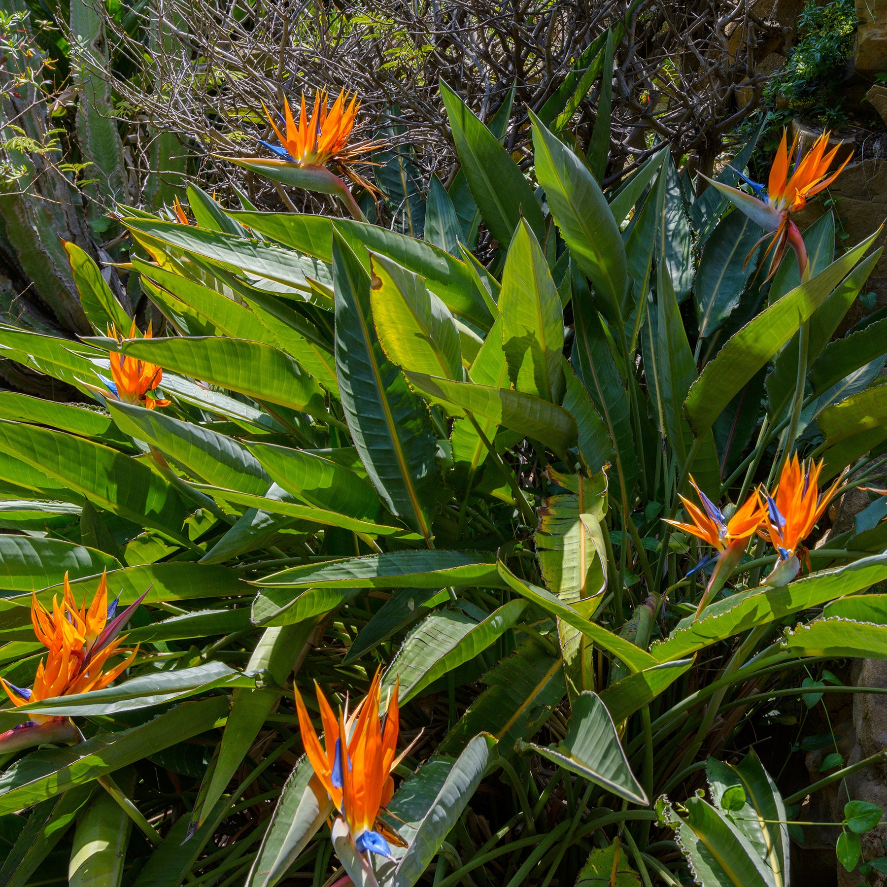 Strelitzia reginae - Oiseau du paradis Strelitzia - Balcon et terrasse