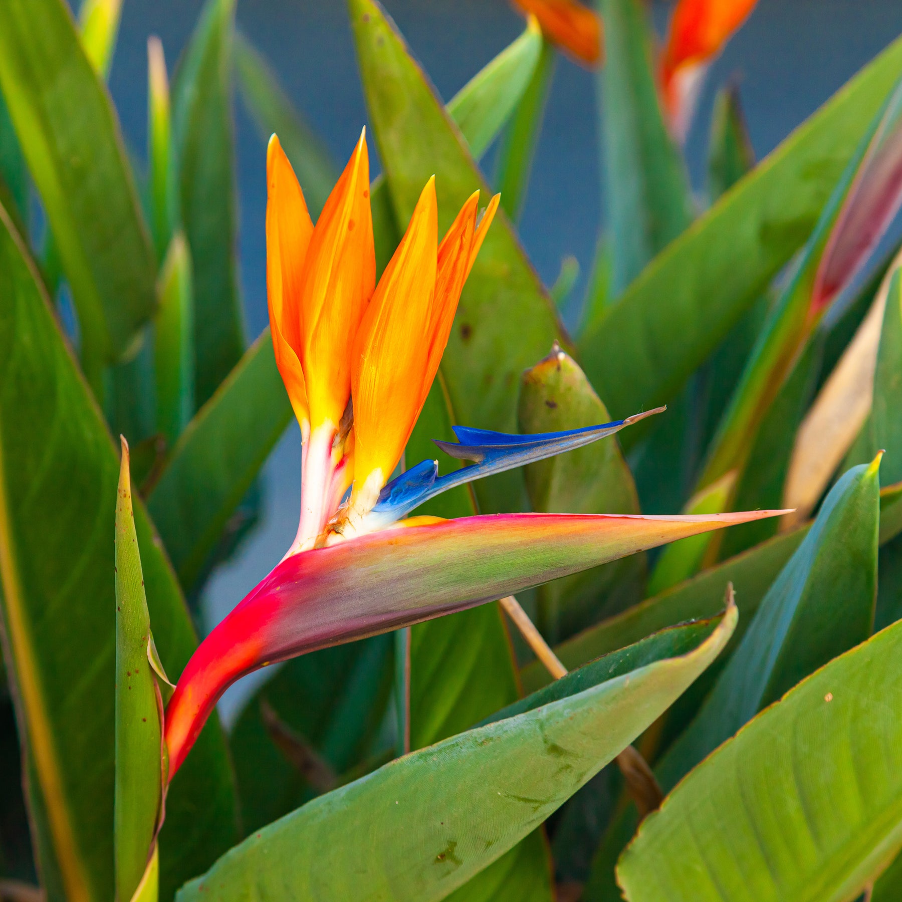 Oiseau du paradis Strelitzia