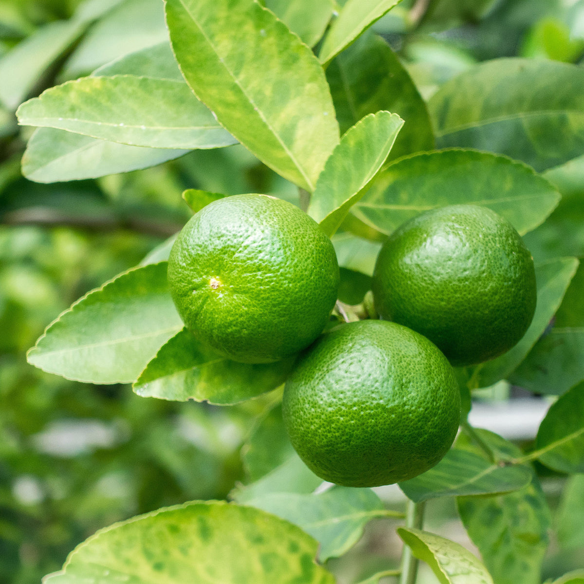 Citron vert - Willemse