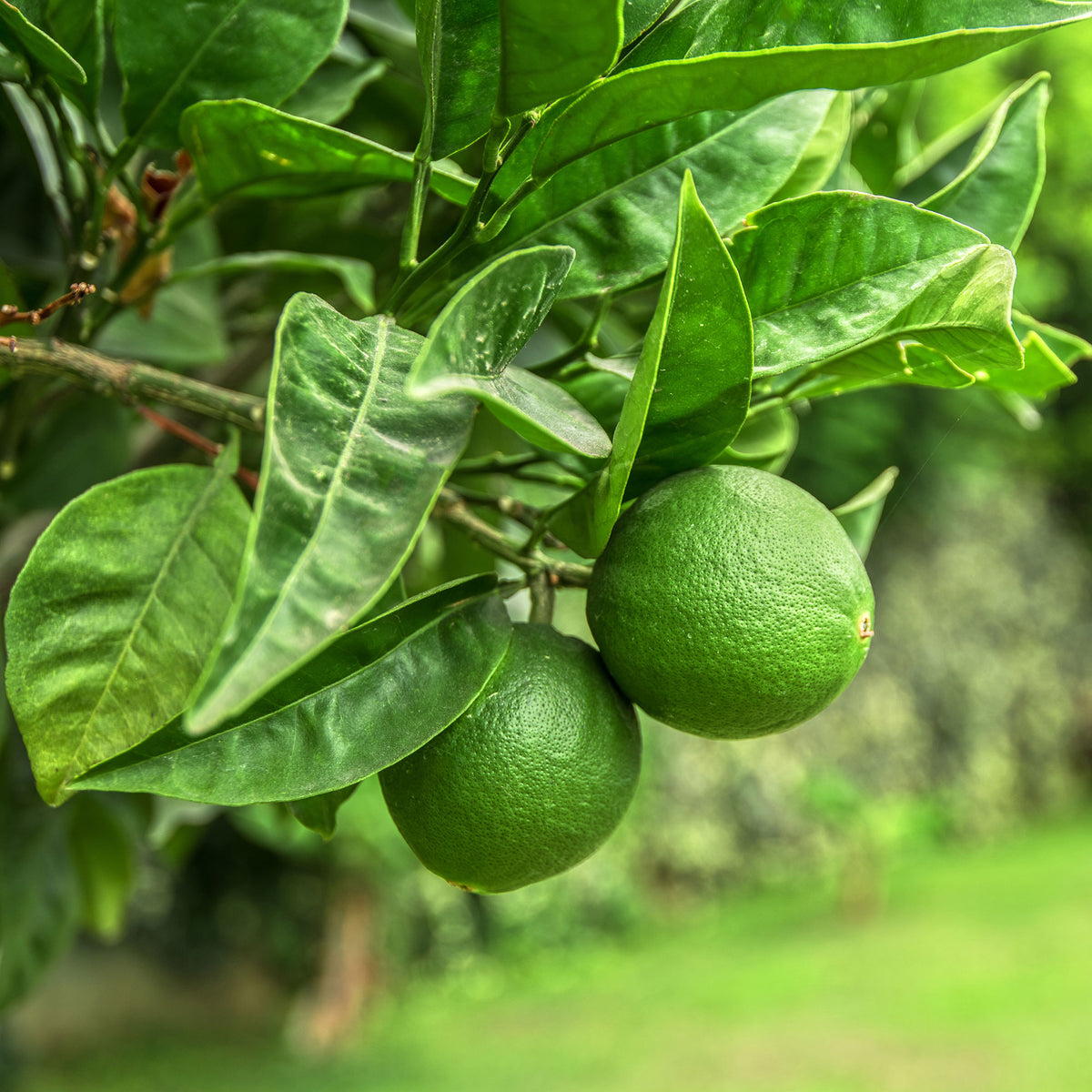 Citron vert - Citrus aurantifolia - Willemse