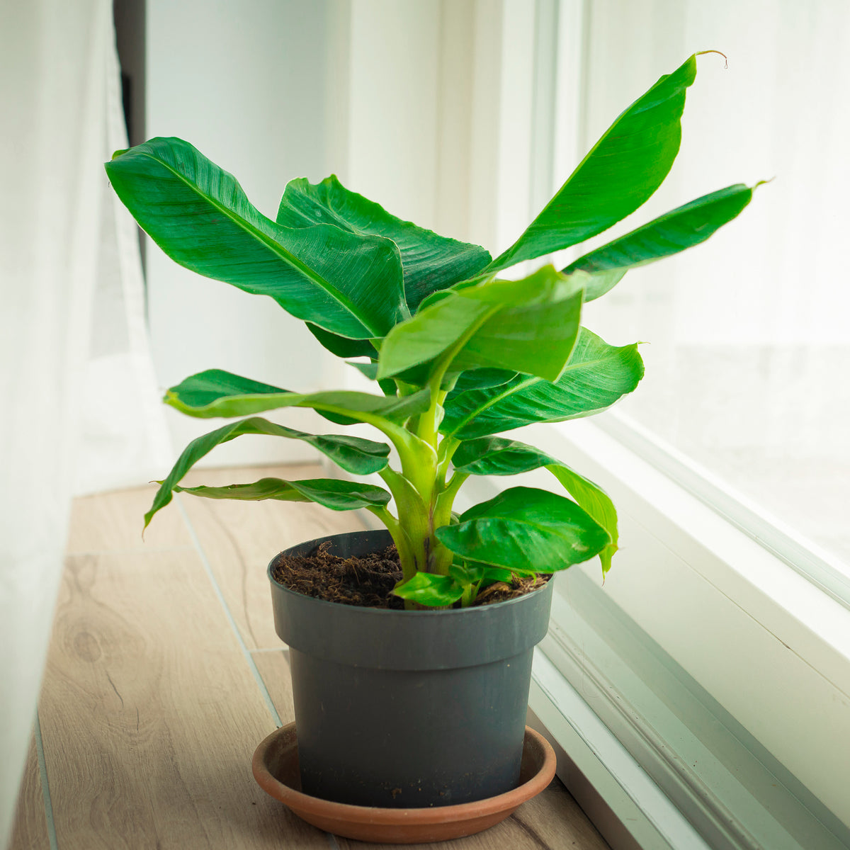 Bananier nain Dwarf Cavendish - Willemse