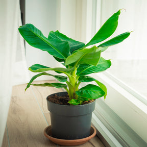 Bananier nain Dwarf Cavendish - Willemse