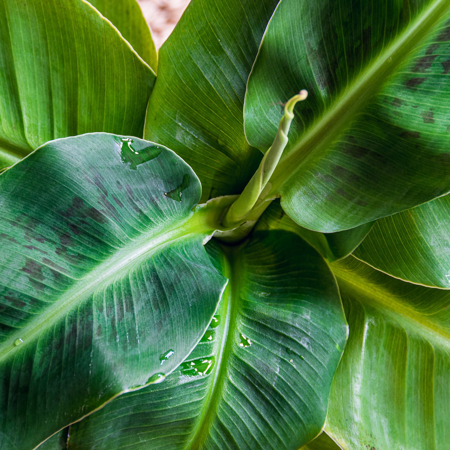 Musa acuminata Dwarf Cavendish - Bananier nain Dwarf Cavendish - Bananier nain