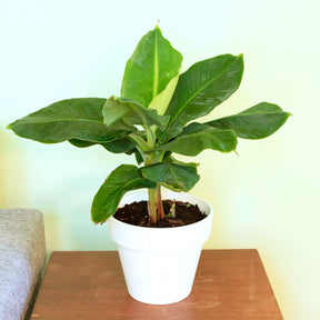 Bananier nain - Bananier nain Dwarf Cavendish - Musa acuminata Dwarf Cavendish