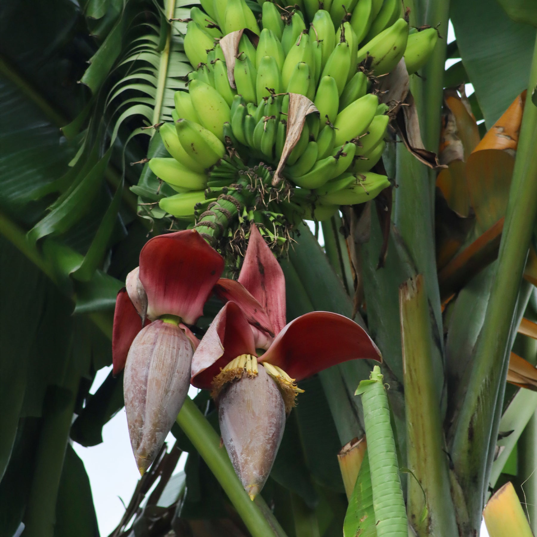 Vente Bananier du japon Ever Red - Musa sikkimmensis Ever Red