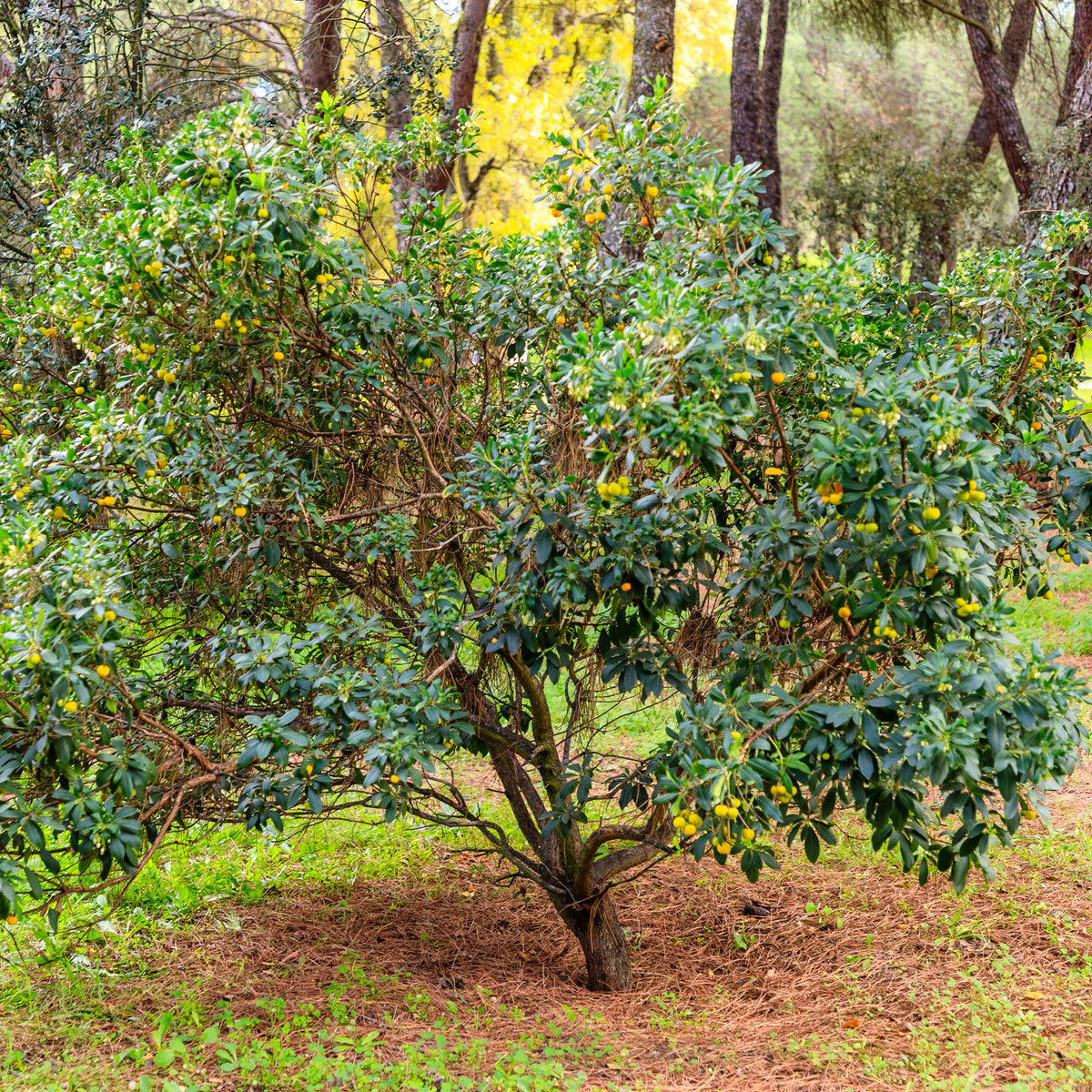 Arbousier - Arbutus unedo - Willemse