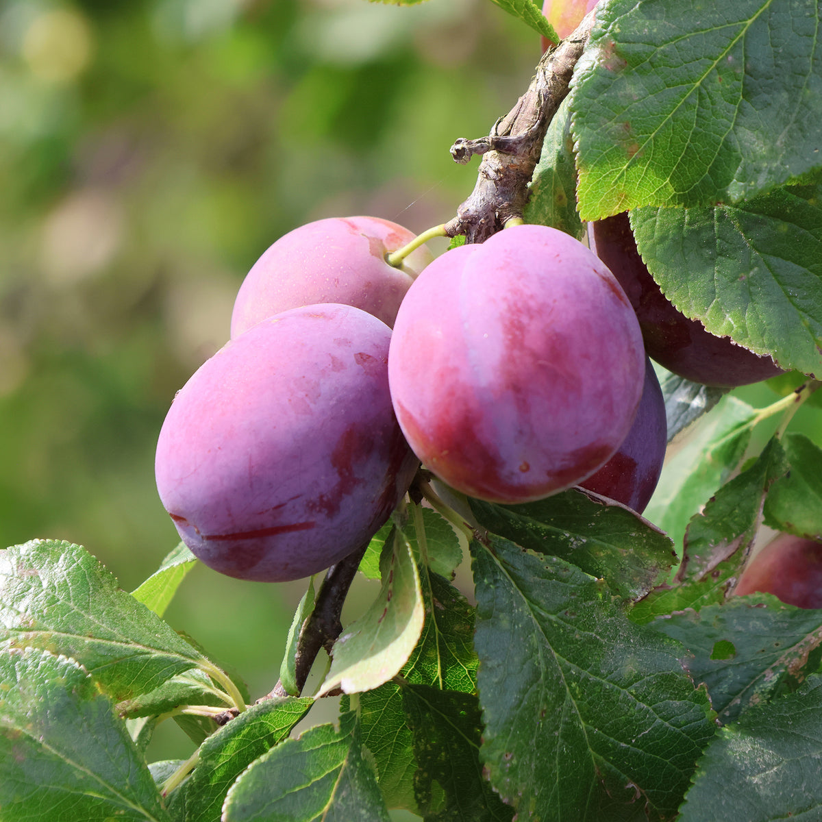 Prunier Victoria - Willemse