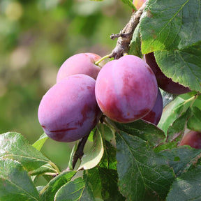 Prunier Victoria - Willemse