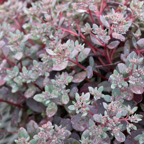 Sedum Sunsparkler® Dazzleberry - Willemse