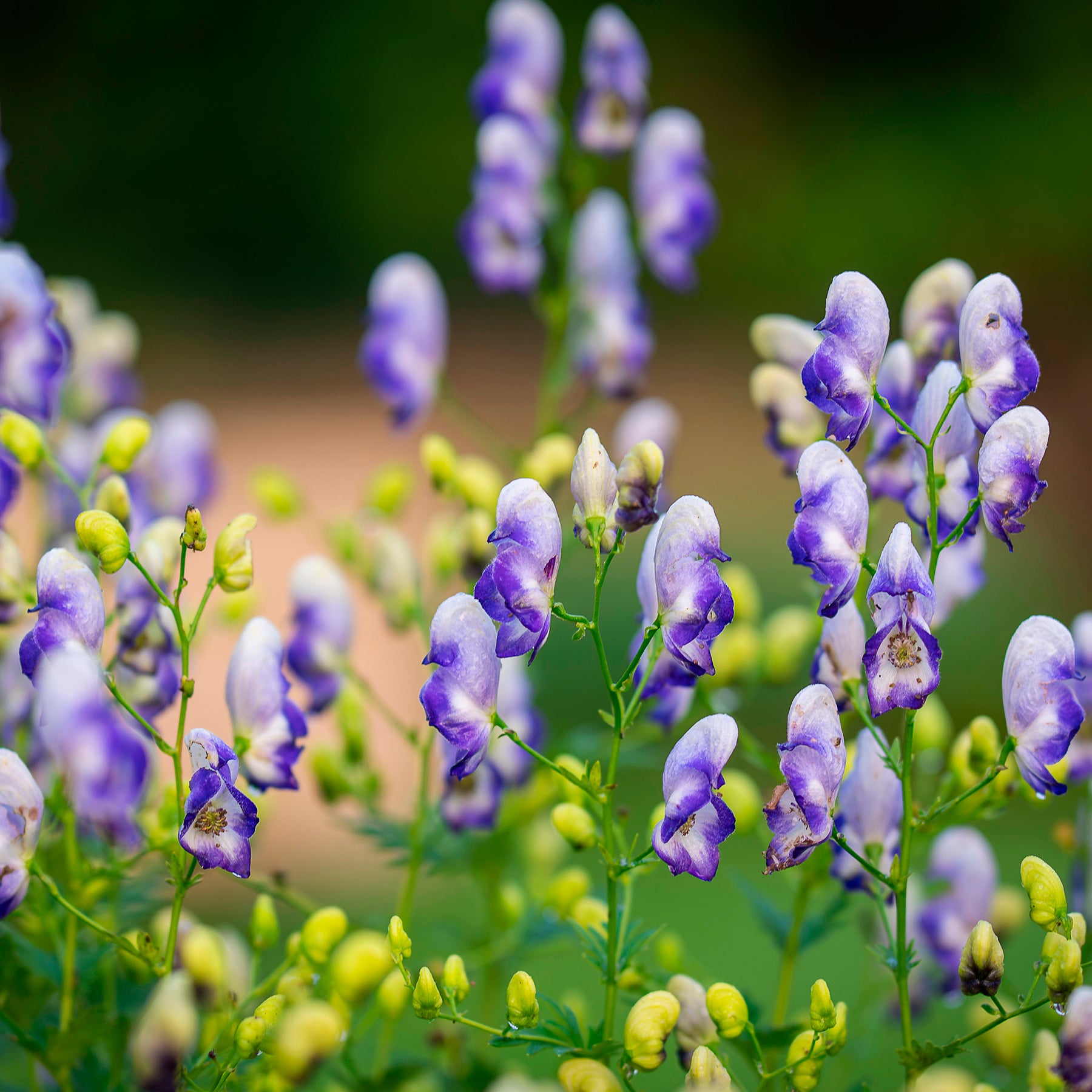 Aconit Bicolor - Aconitum cammarum Bicolor - Willemse