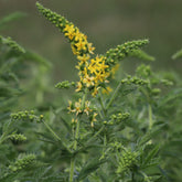 Aigremoine eupatoire - Willemse