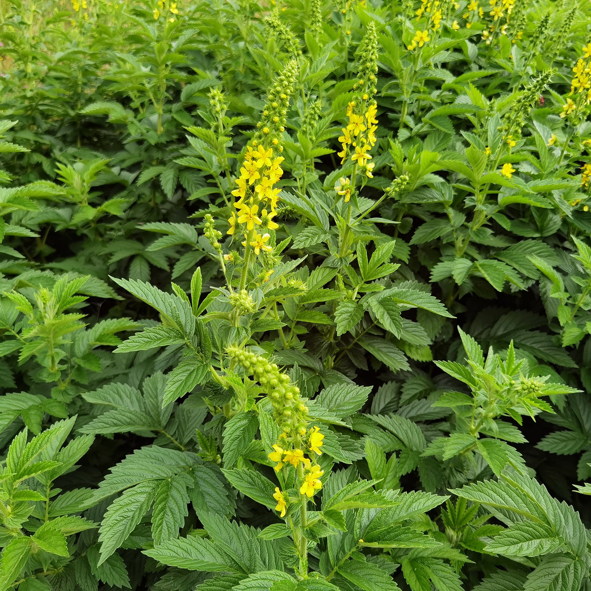 Aigremoine eupatoire - Agrimonia eupatoria - Willemse