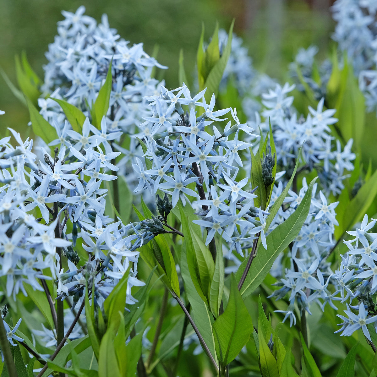 Étoile bleue à feuille de saule