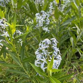 Étoile bleue à feuille de saule - Amsonia tabernaemontana var. salicifolia - Willemse