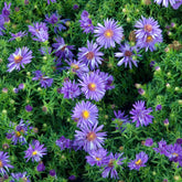 Aster nain d'automne Augenweide - Willemse