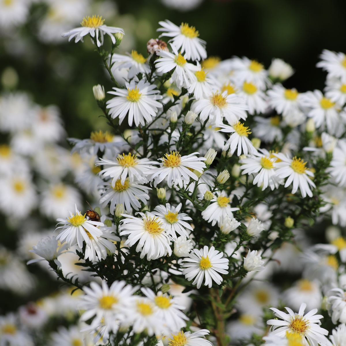 Aster nain Snowsprite - Willemse
