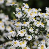 Aster nain Snowsprite - Willemse