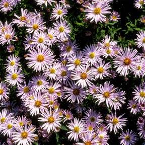 Aster nain Silberblaukissen - Willemse