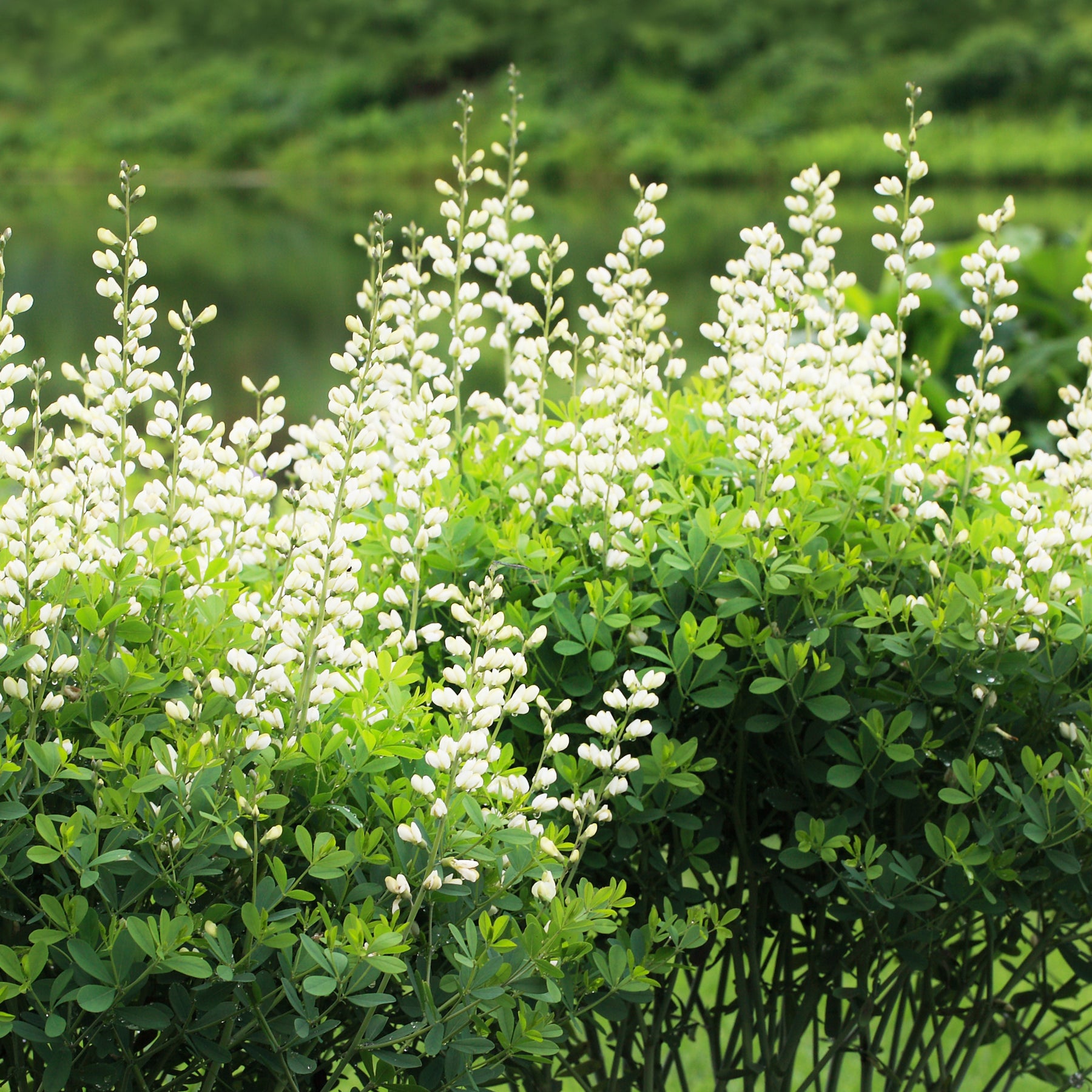 Lupin indigo blanc - Willemse
