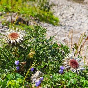 Carlina acaulis subsp. simplex - Carline acaule - Vivaces sauvages