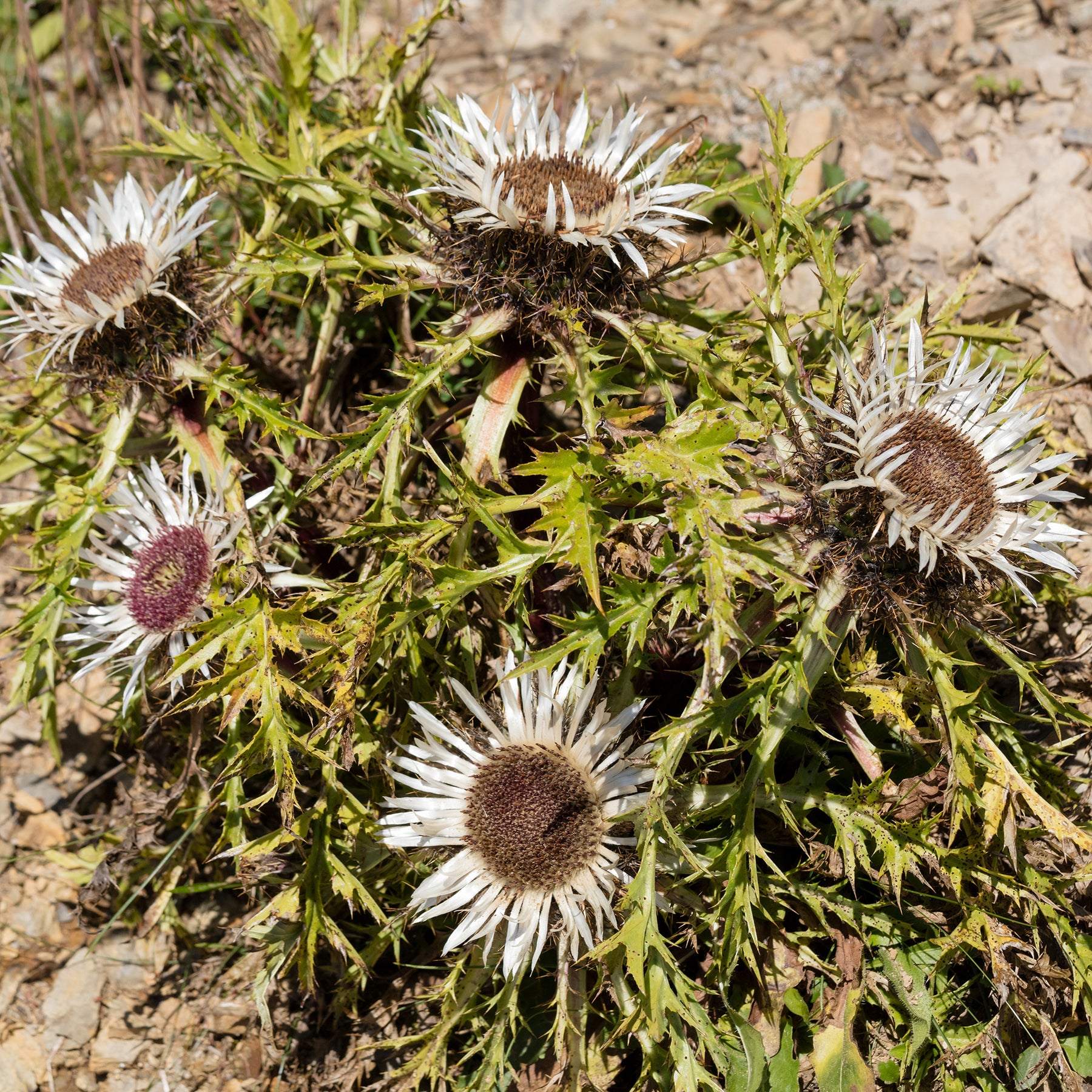 Vivaces sauvages - Carline acaule - Carlina acaulis subsp. simplex