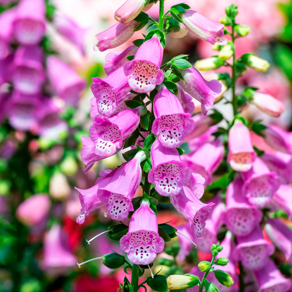 Digitale pourpre - Digitalis purpurea - Willemse