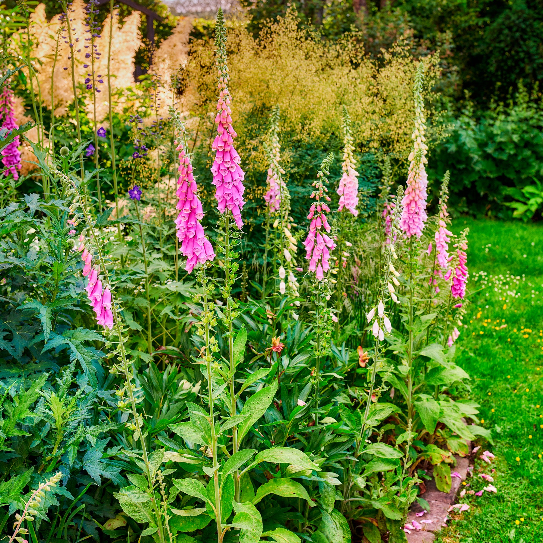 Vente Digitale pourpre - Digitalis purpurea