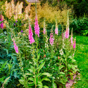 Vente Digitale pourpre - Digitalis purpurea