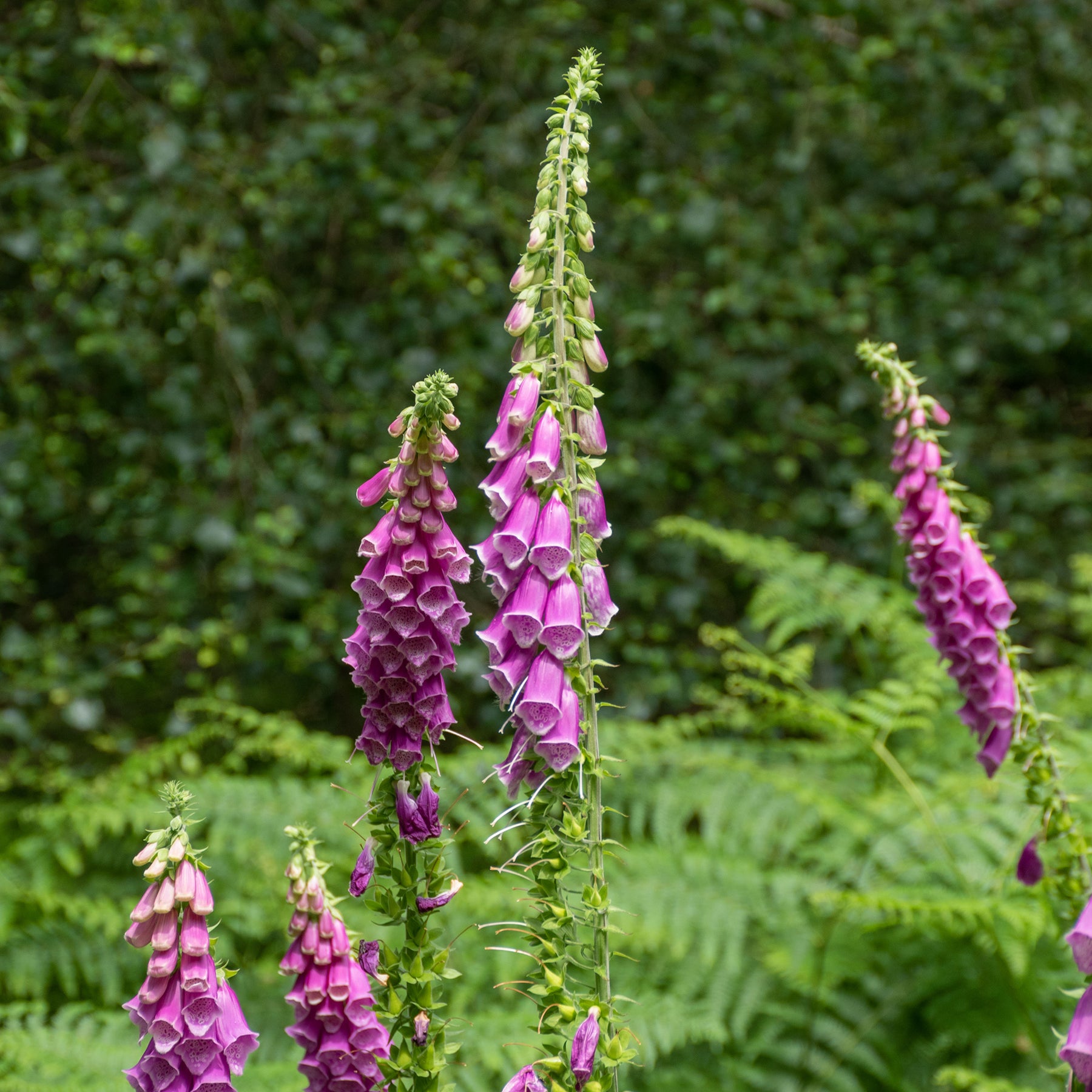 Digitale pourpre - Willemse