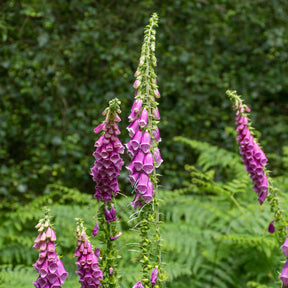 Digitale pourpre - Willemse