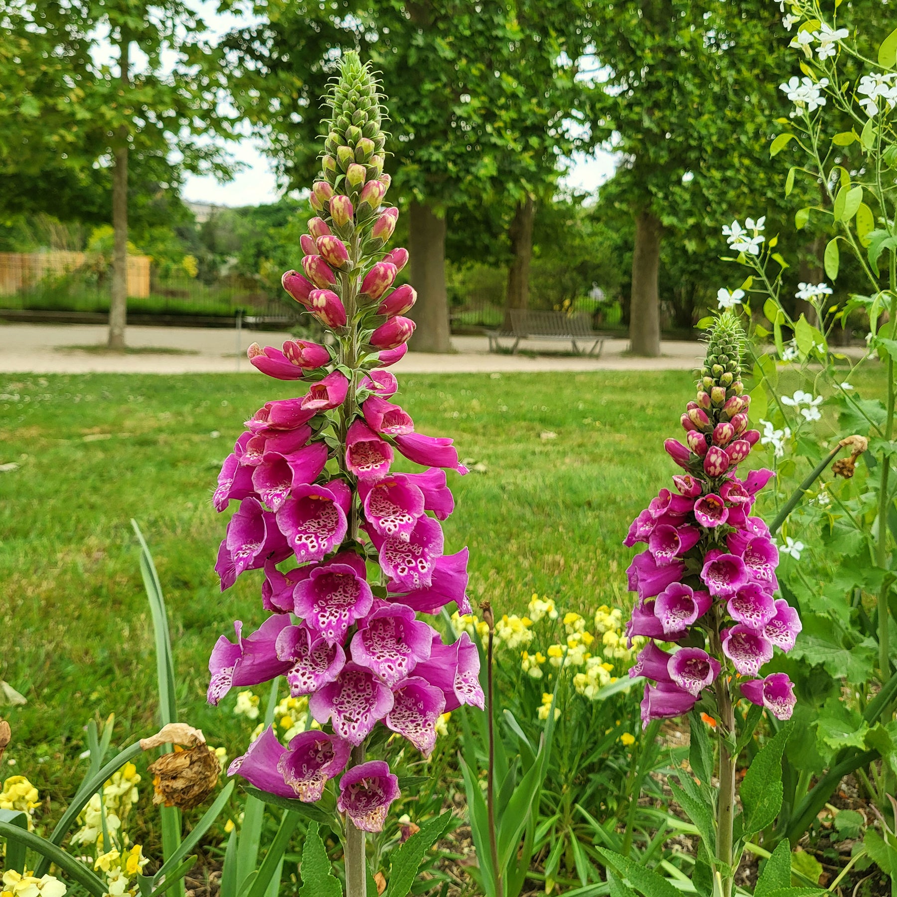 Digitalis purpurea - Digitale pourpre - Digitale