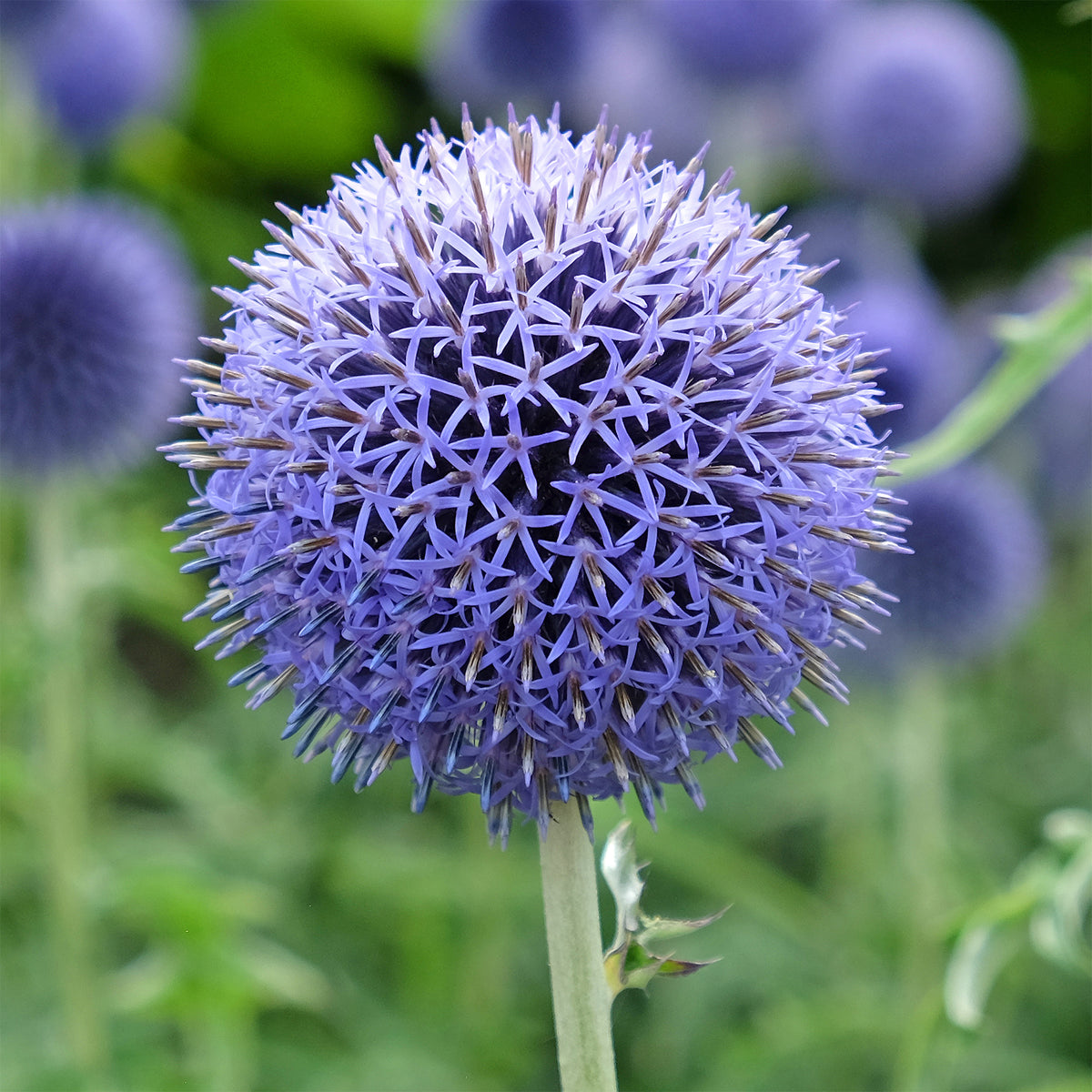 Boule azurée Blue Globe - Echinops bannaticus blue globe - Willemse