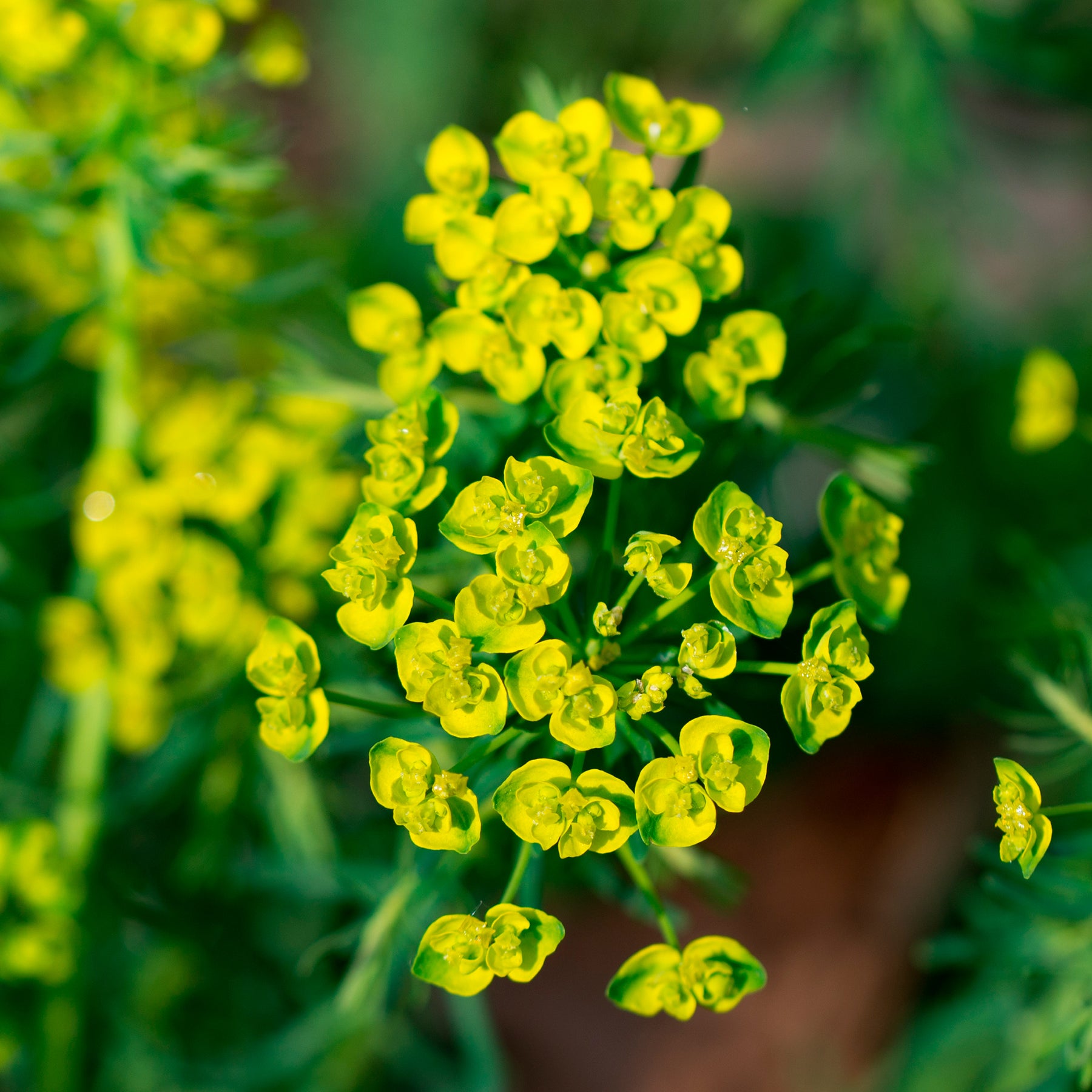 Euphorbe - Euphorbe petit-cyprès - Euphorbia cyparissias