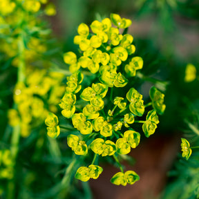 Euphorbe - Euphorbe petit-cyprès - Euphorbia cyparissias
