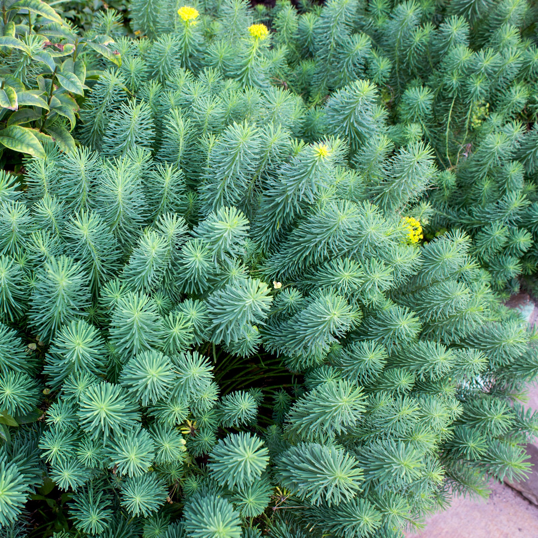 Euphorbia cyparissias - Euphorbe petit-cyprès - Euphorbe