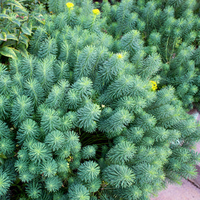 Euphorbia cyparissias - Euphorbe petit-cyprès - Euphorbe
