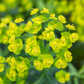 Euphorbia waldsteinii betten - Euphorbe de Waldstein Betten - Euphorbe
