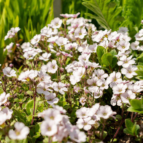 Gypsophila cerastioides - Gypsophile en coussin - Gypsophile