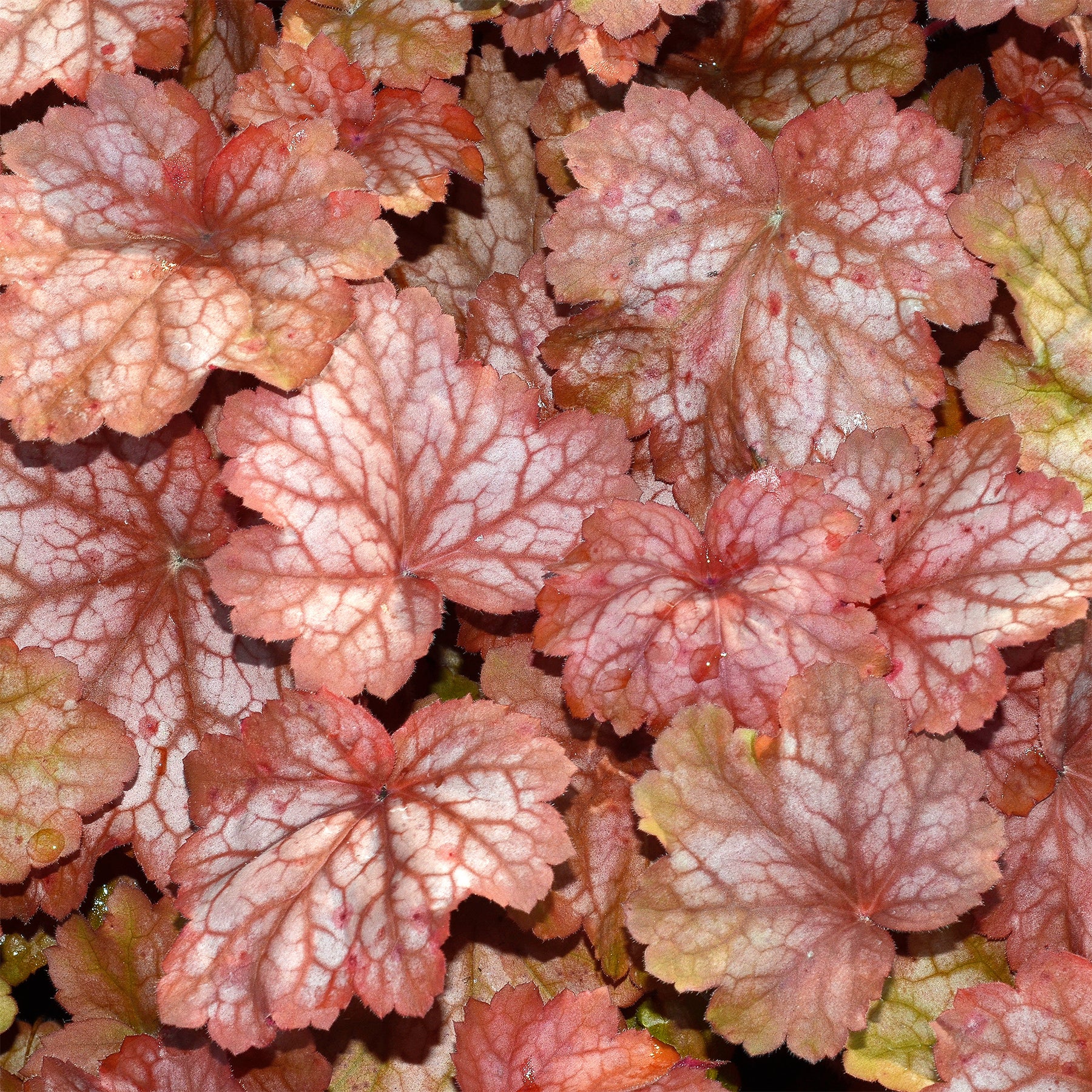Heuchera georgia peach - Heuchère Georgia Peach - Heuchères