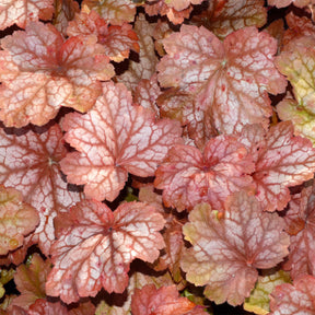 Heuchera georgia peach - Heuchère Georgia Peach - Heuchères