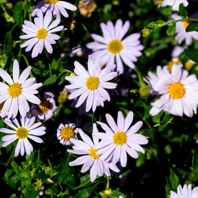 Kalimeris incisa - Kaliméris - Kalimeris