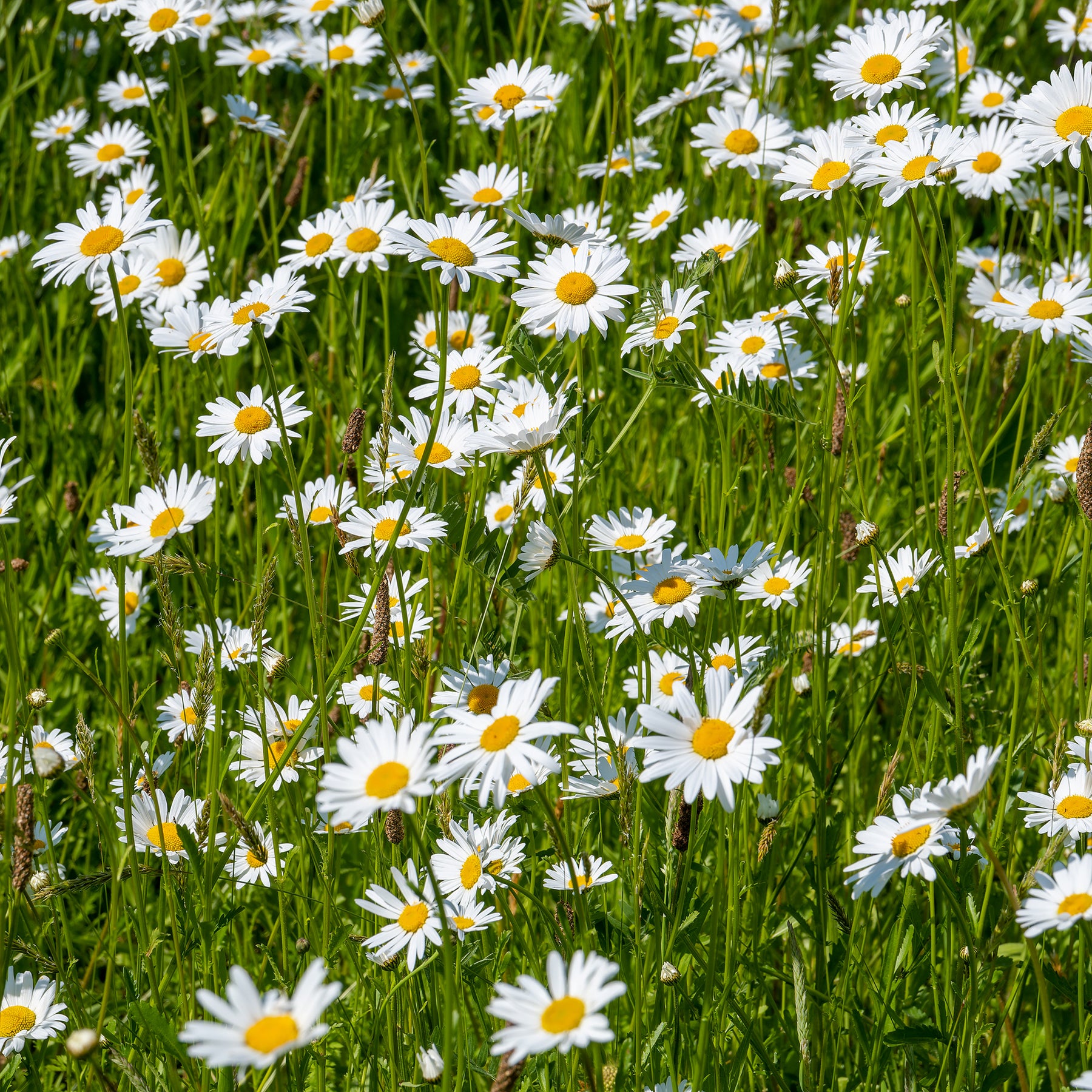 Leucanthemum vulgare - Marguerite commune - Marguerite