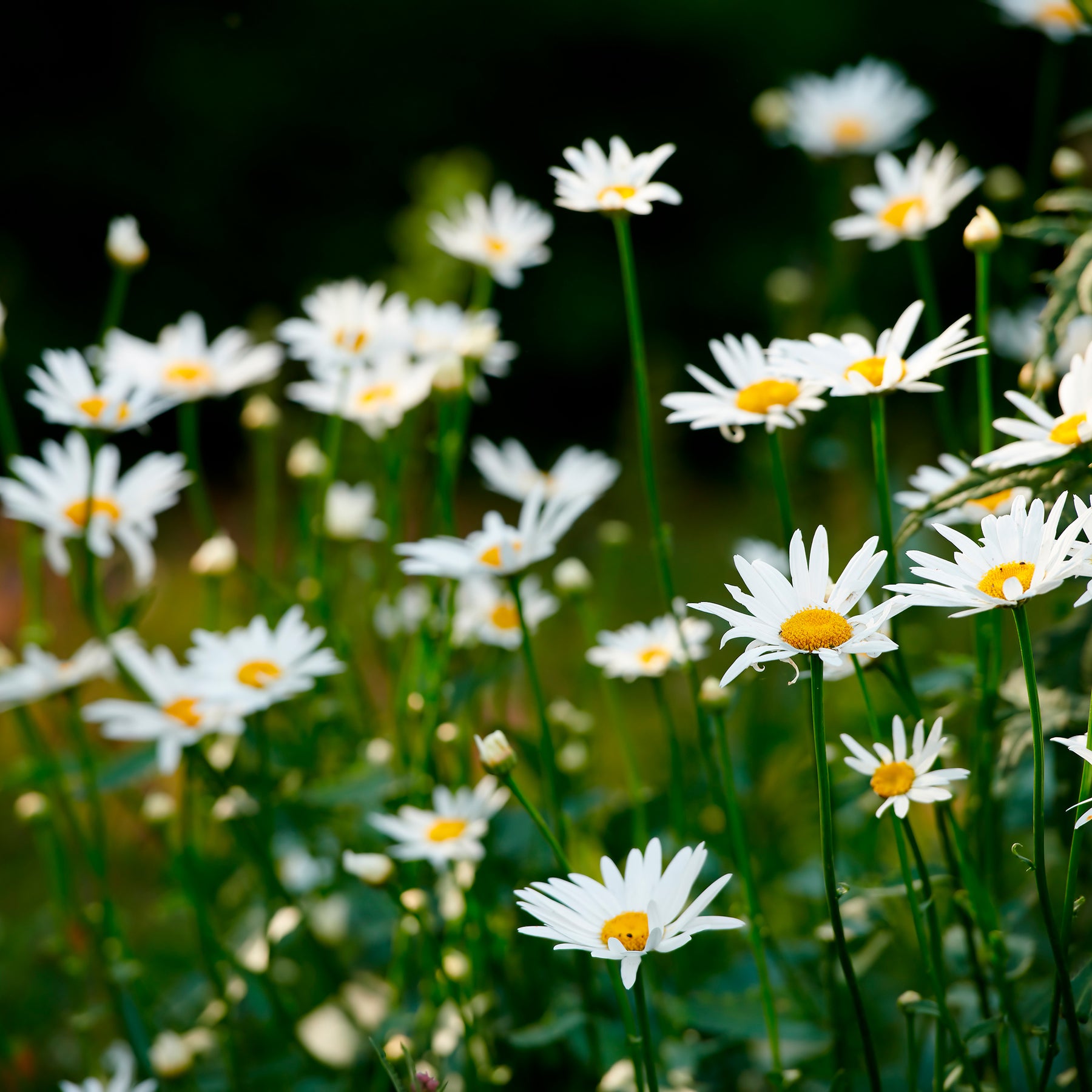 Marguerite - Marguerite commune - Leucanthemum vulgare