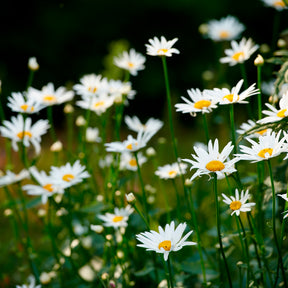Marguerite - Marguerite commune - Leucanthemum vulgare